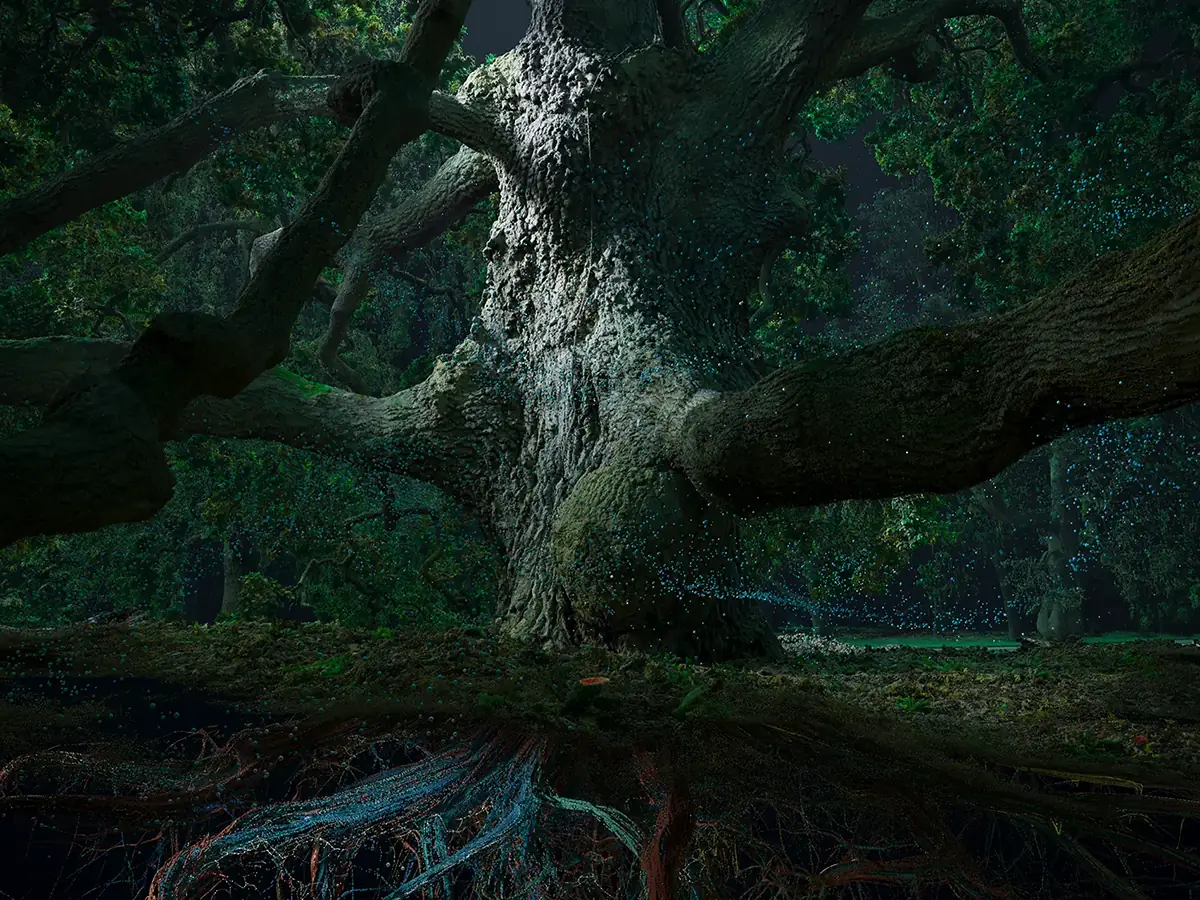 Of The Oak project preview